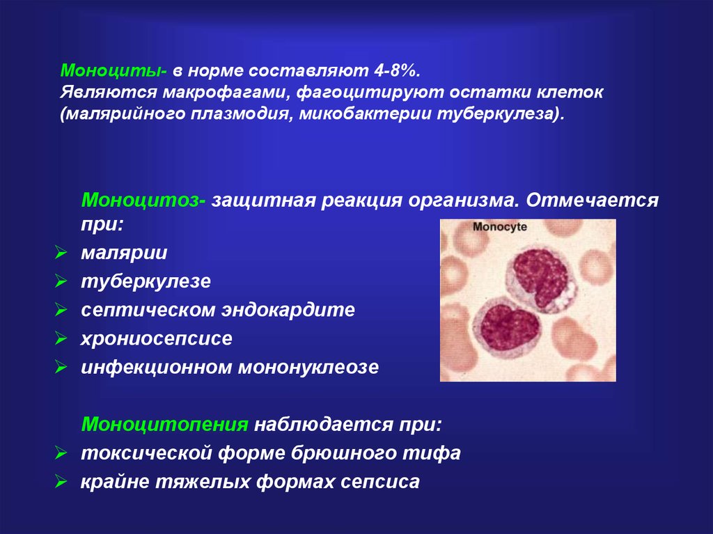 Макрофаги 4. Моноциты и макрофаги. Образование моноцитов. Моноциты при туберкулезе. Предшественники моноцитов.