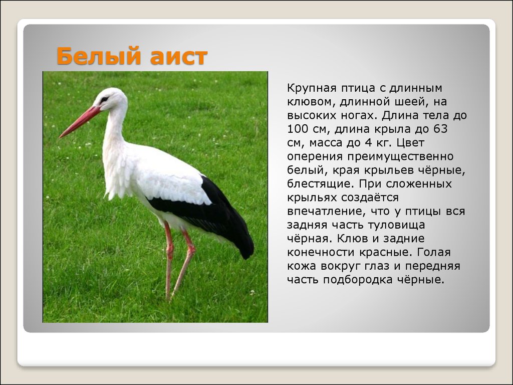 Какая овощная культура оспаривает первенство аиста в вопросе появления детей на свет