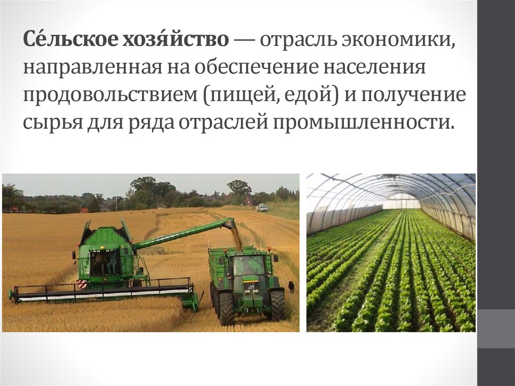 Роль сельскохозяйственного производства. Отрасли сельского хозяйства. Экономика сельского хозяйства. Понятие сельского хозяйства. Сельское хозяйство это определение.