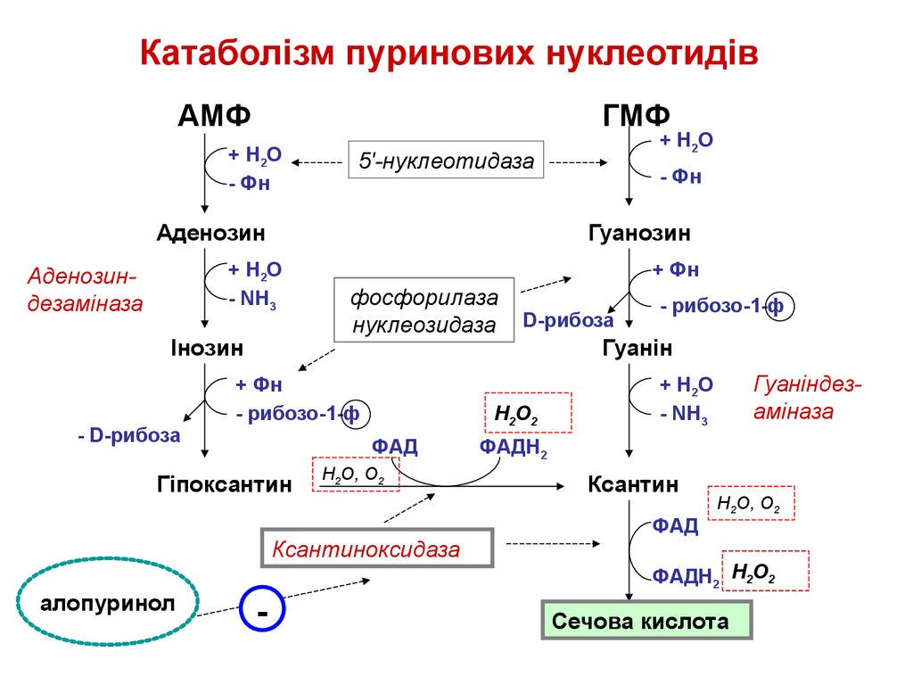 Схема катаболизма пиримидиновых нуклеотидов