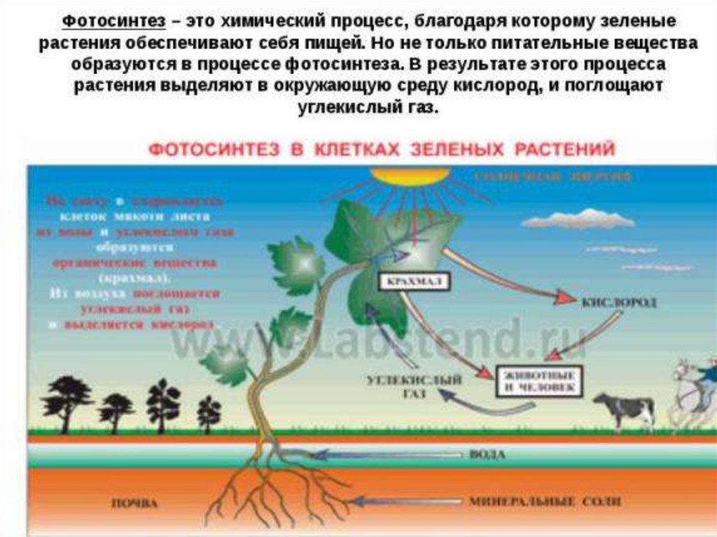 Презентация биология 6 класс фотосинтез растений