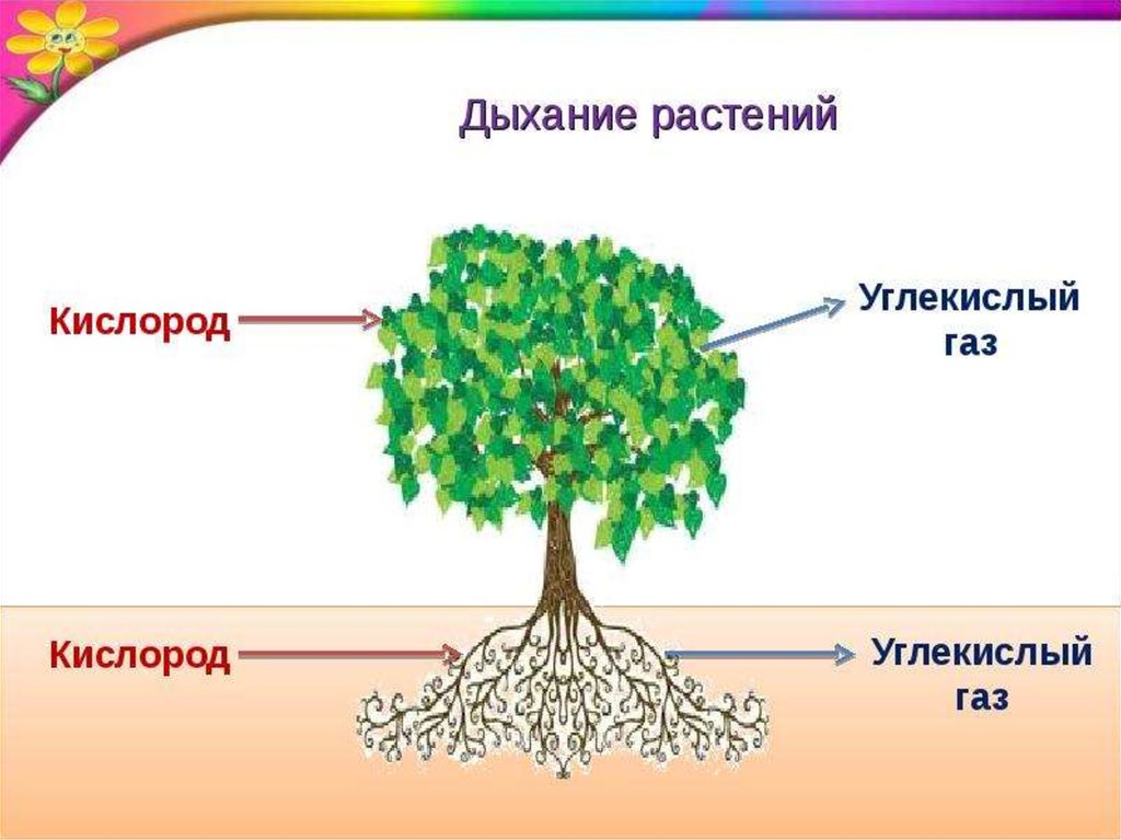 Дыхание растений презентация университет