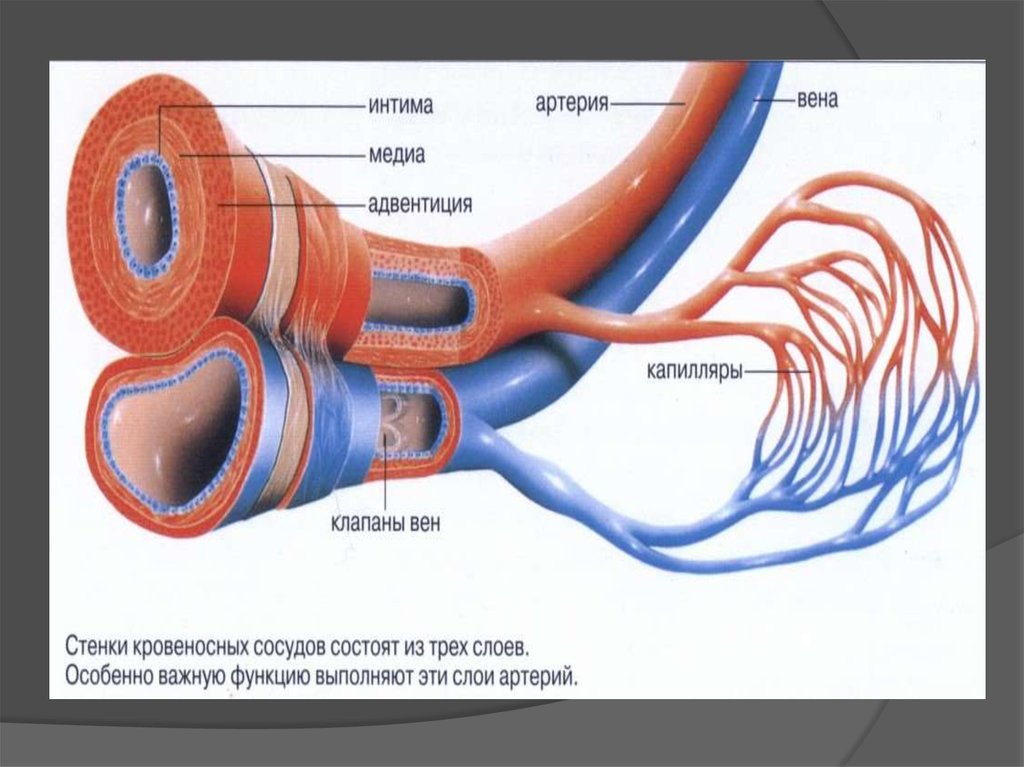 Слои вен. Строение артерии вены и капилляры. Схема строения кровеносных сосудов. Строение кровеносных сосудов артерии вены капилляры. Артерии вены капилляры схема.