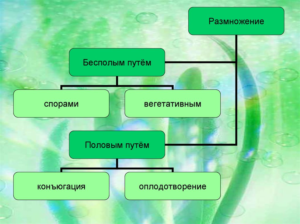 Создайте обобщенную схему значение и использование водорослей 5 класс биология