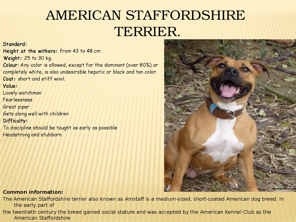 Рассмотрите фотографию собаки породы американский стаффордширский терьер и выполните задания