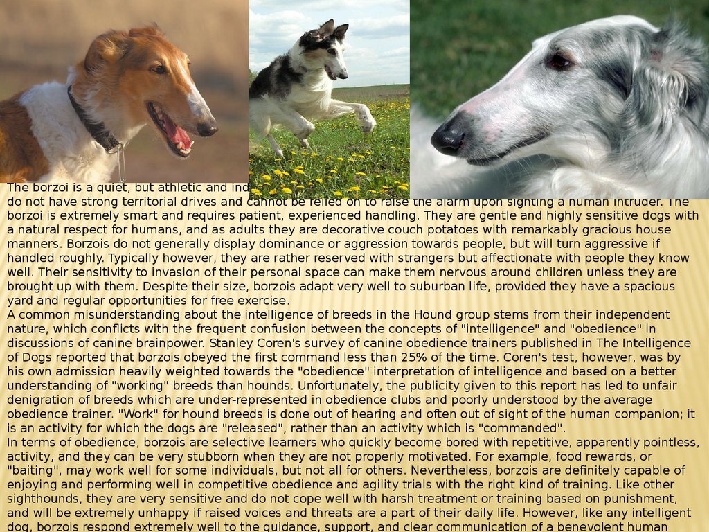 Breed перевод. Конец презентации Borzoi Dog. Borzoi and Corgi. Borzoi Human. Породы собак приложение.