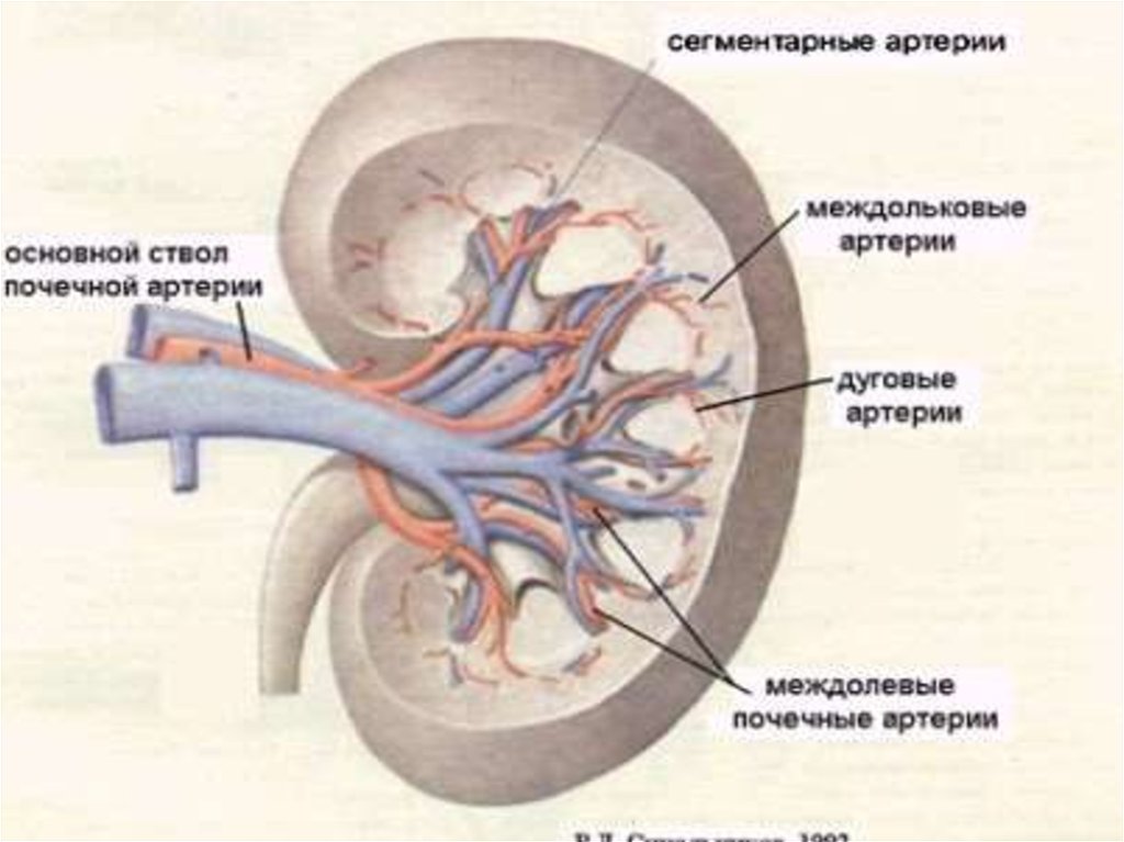 Артерия и вена почки. Извитой ход почечной артерии. Нижнеполярная почечная артерия. Сегментарные ветви почечной артерии. Междольковые артерии почки.