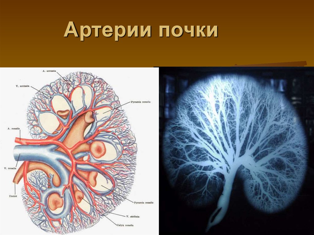 Какие капилляры в почках. Почечная артерия и почечная Вена. Артериальные сосуды почек. Почечные артерии анатомия. Почечные сосуды анатомия.
