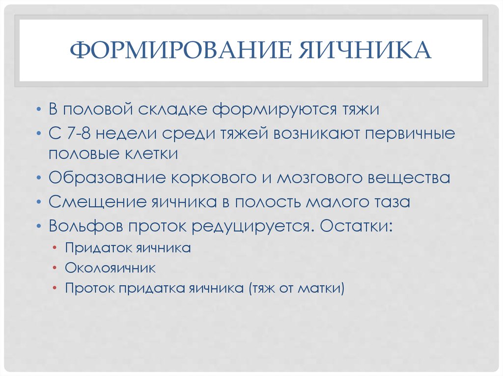 Где образуются яичники. Развитие яичника. Источник развития яичника. Стадии развития яичников. Формирование яичников в эмбриогенезе.