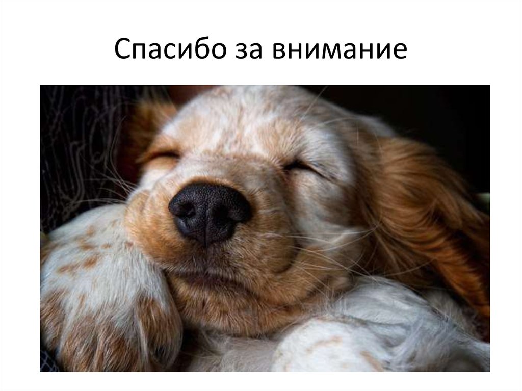 Спасибо за внимание