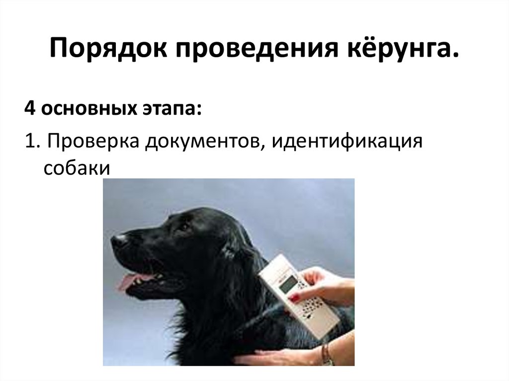 Порядок проведения кёрунга.