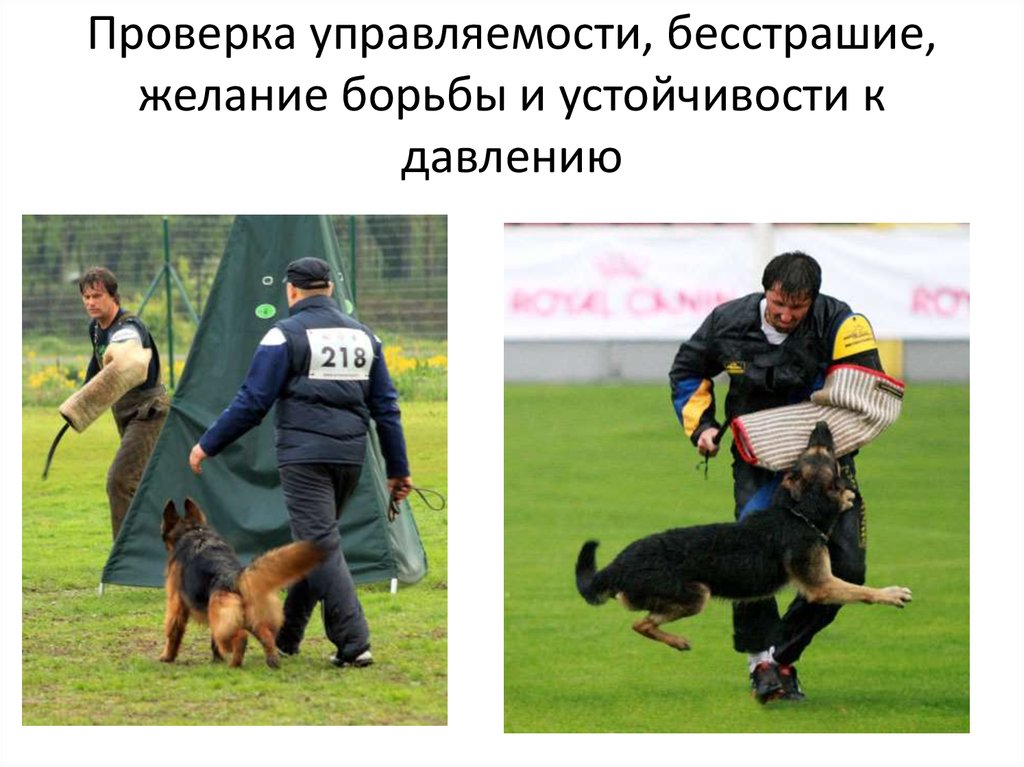 Проверка управляемости, бесстрашие, желание борьбы и устойчивости к давлению