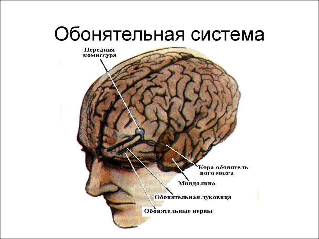 Обонятельный мозг. Центральный отдел обонятельного анализатора. Корковый отдел обонятельного анализатора. Обонятельная кора головного мозга. Центральный отдел анализатора обоняния.