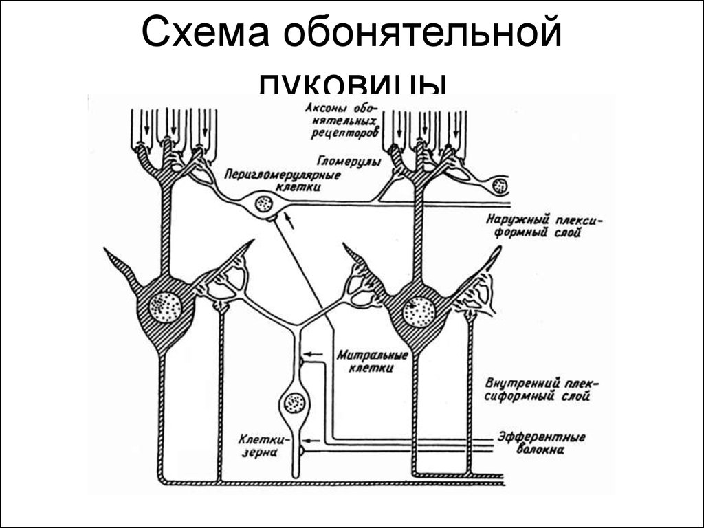 Рецепторы нейронов. Схема строения обонятельной луковицы. Обонятельный анализатор физиология схема. Проводниковый отдел обонятельной сенсорной системы. Схема строения обонятельного анализатора.