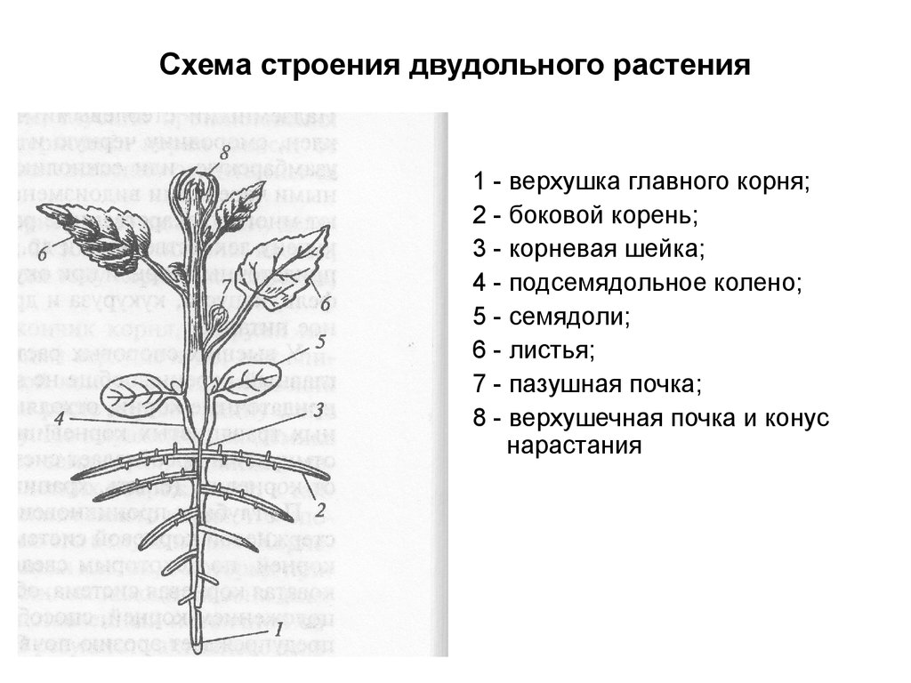 Боковой орган растений. Побег цветкового растения схема. Колеус строение растения. Побег двудольного растения. Строение цветка колеуса.