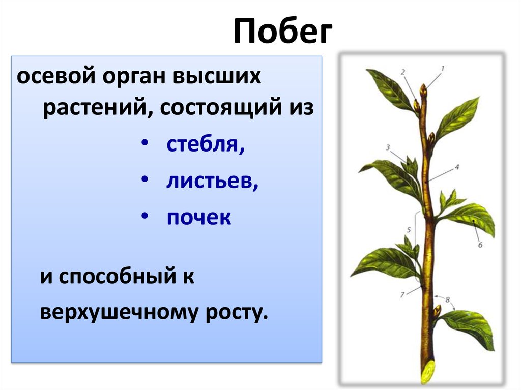 Цель побега. Строение побега яблони. Побег сложный надземный орган растения. Вегетативные органы растений побег. Органы растения побег стебель лист почка.