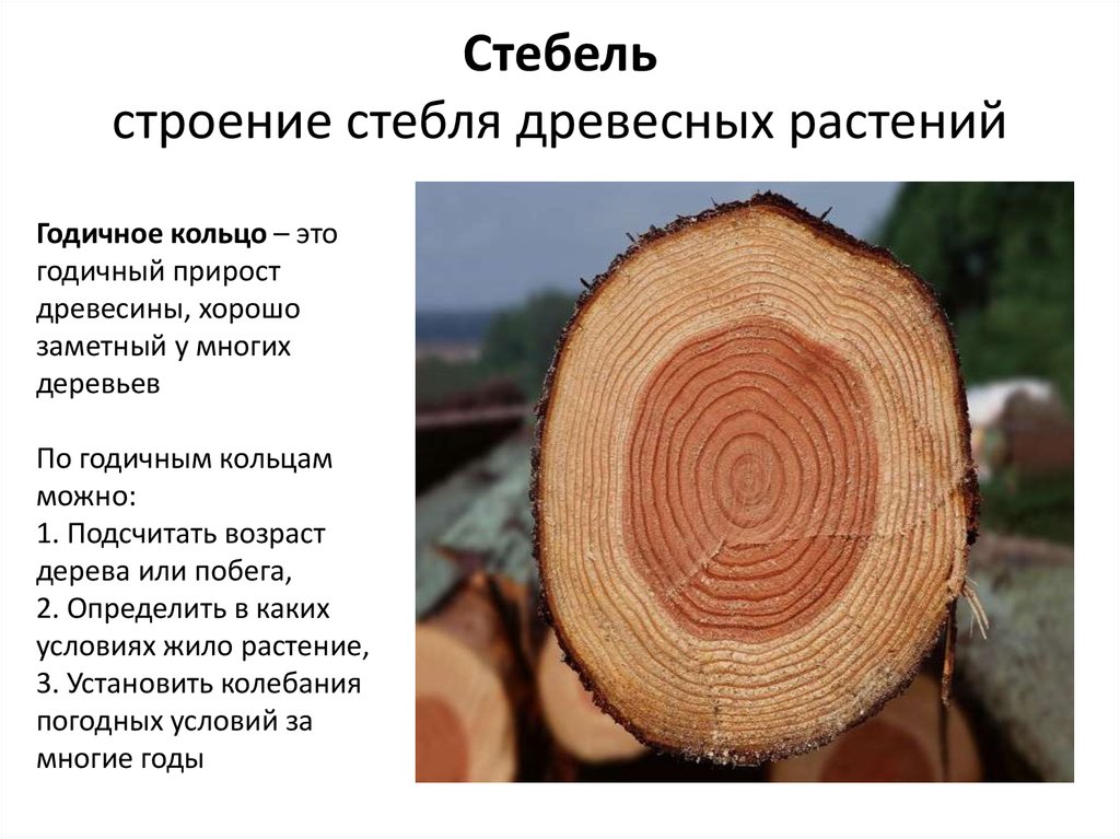 Какие функции в стебле выполняет древесина. Строение спила древесного стебля. Строение стебля спил. Строение древесного побега срез. Годичные кольца растения древесины.