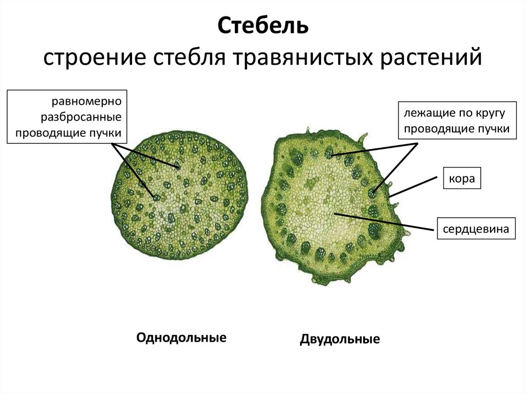 Строение травянистого растения 6 класс. Срез стебля однодольного и двудольного растения. Стебля травянистого однодольного растения срез. Строение стебля однодольного травянистого растения. Строение стебля двудольного травянистого растения.