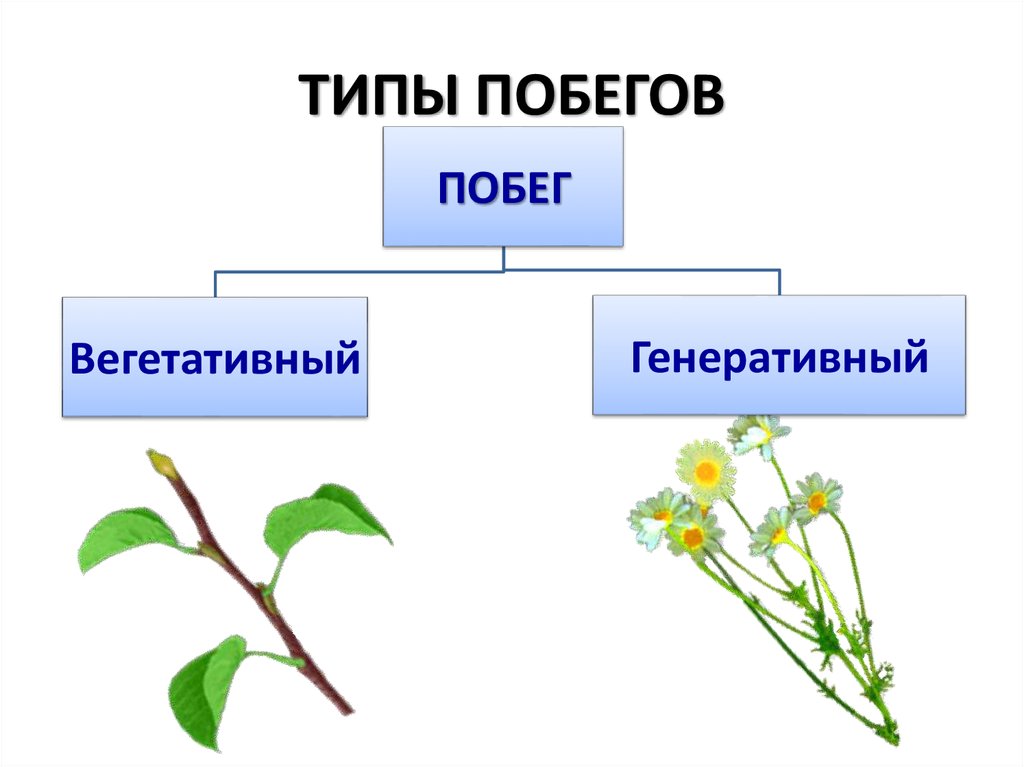 Два типа побегов. Вегетативные и генеративные побеги. Виды побегов у растений.