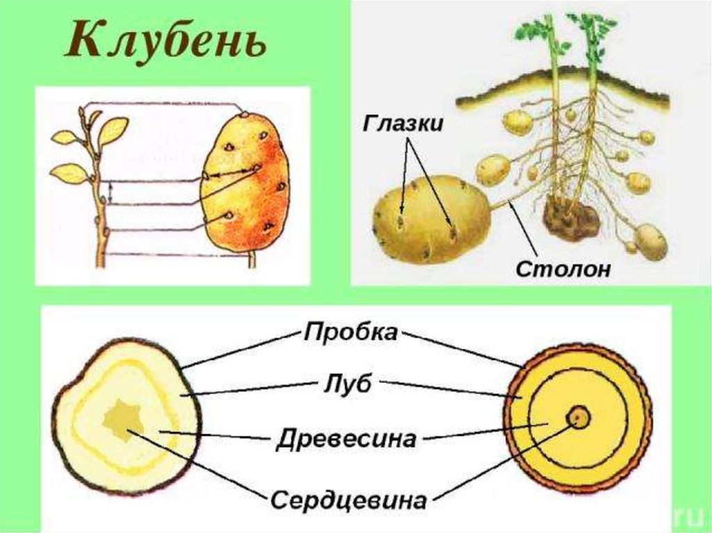 Строение картофеля. Строение видоизмененных побегов клубень. Видоизменения побегов клубень картофеля. Видоизменение побега клубень строение. Строение видоизмененного побега клубень.