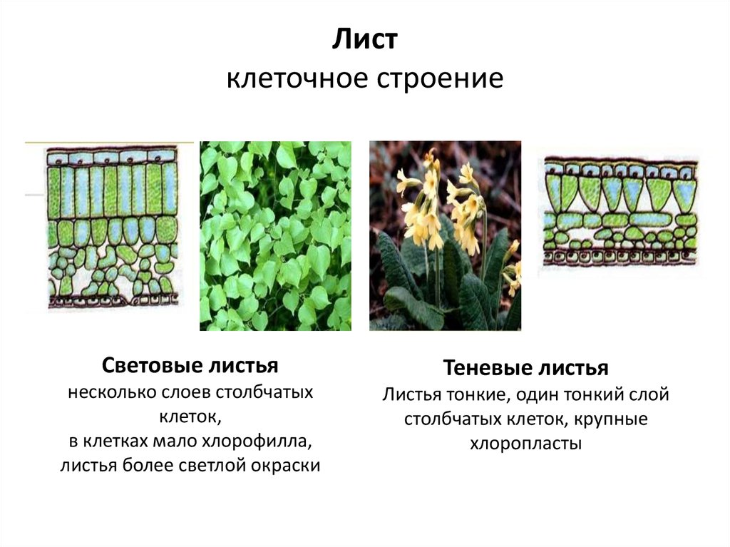 Осевые органы растений