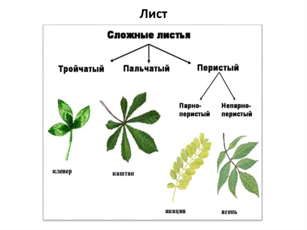 Простые и сложные листья