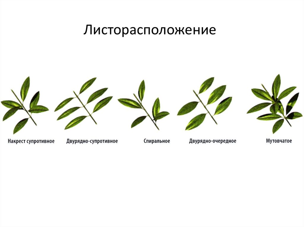 Какие виды листорасположения вы знаете краткий ответ. Двурядное листорасположение. Двухрядное листорасположение. Листорасположение растений. Супротивное спиральное мутовчатое расположение почек.