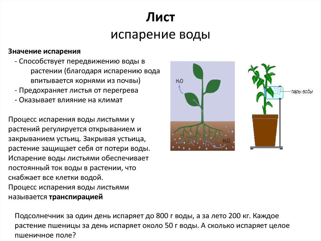 Растения обеспечивают жизнь другим растениям потому что