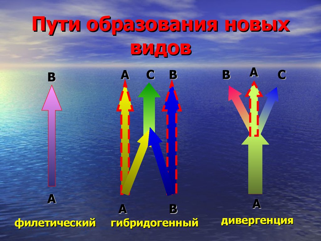 Пути образования. Пути образования новых видов. Пути образования новых видов Филетическая. Способы образования новых видов. Образование новых видов схема.