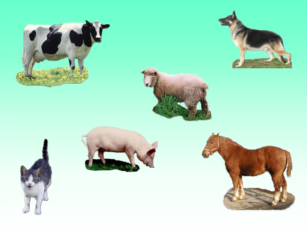 Корова свинья собака кошка. Домашние животные. Ljvfiybtживотные для детей. Изображения домашних животных для детей. Домашние животные для дошкольников.