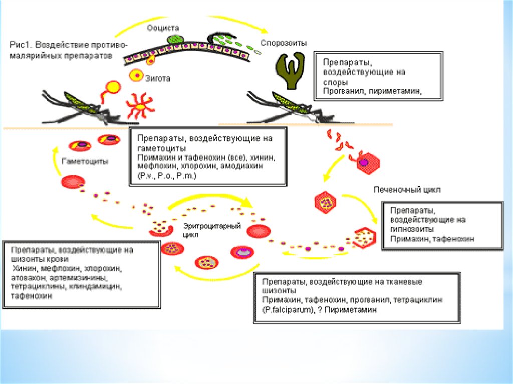 Патогенез малярии схема