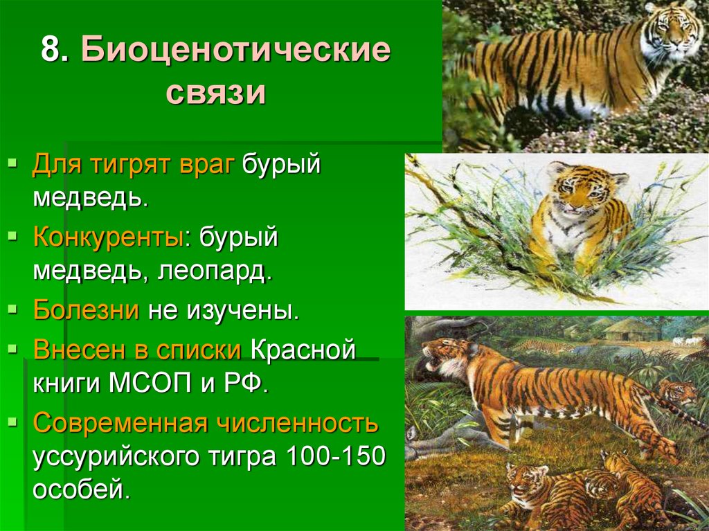 Уровни организации живого биоценотический. Биоценотический и популяционно видовой. Биоценотический уровень организации. Биоценотический уровень организации примеры. Биоценотический уровень организации жизни.