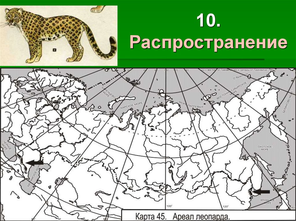 Выберите причины сокращения ареалов обитания дикорастущих растений. Дальневосточный леопард карта обитания. Сервал ареал обитания. Переднеазиатский леопард ареал обитания. Ареал распространения рыси в России.