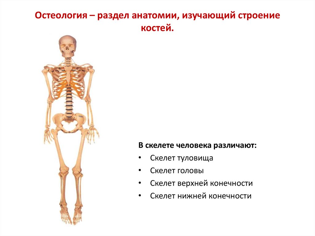 Скелет включает в себя следующие отделы. Остеология анатомия человека. Остеология скелет. Скелет человека анатомия. Костная система человека.