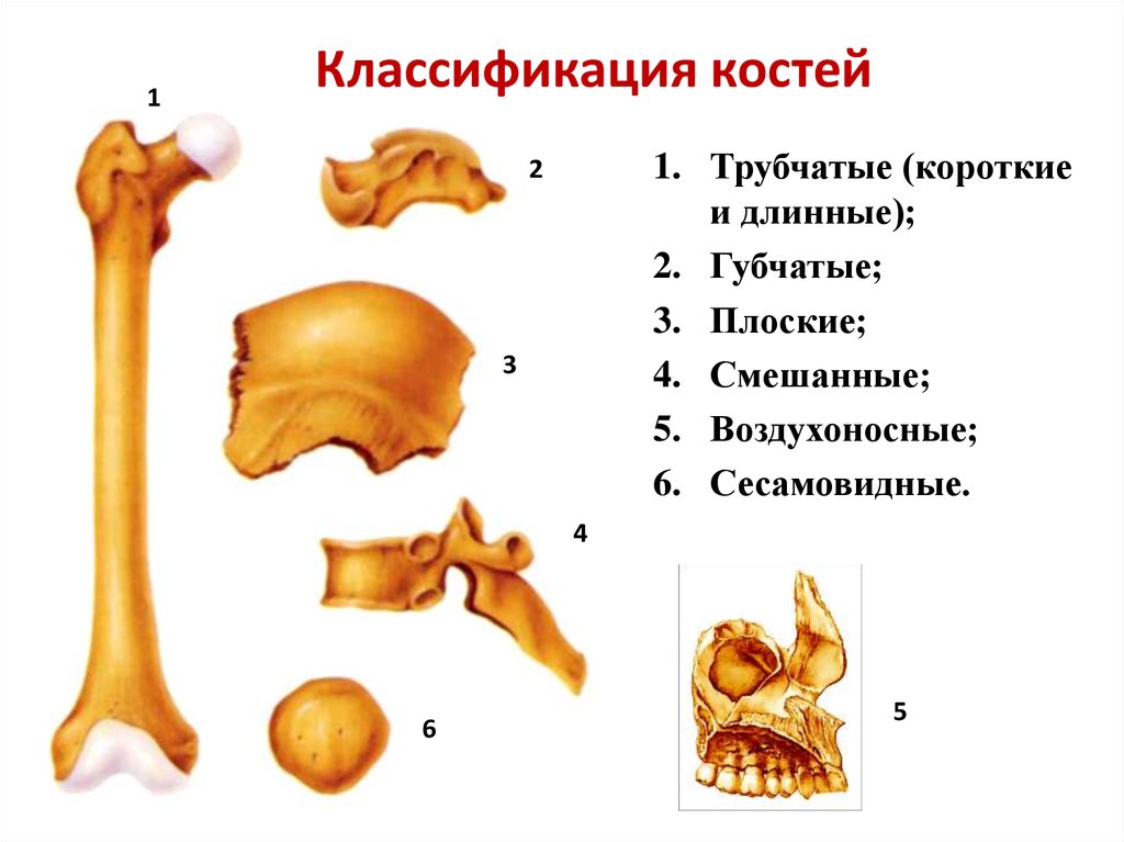 Укажите губчатые кости. Кости трубчатые губчатые плоские смешанные. Классификация костей губчатые кости. Кости человека трубчатые губчатые плоские. Губчатая короткая трубчатая длинная кости.