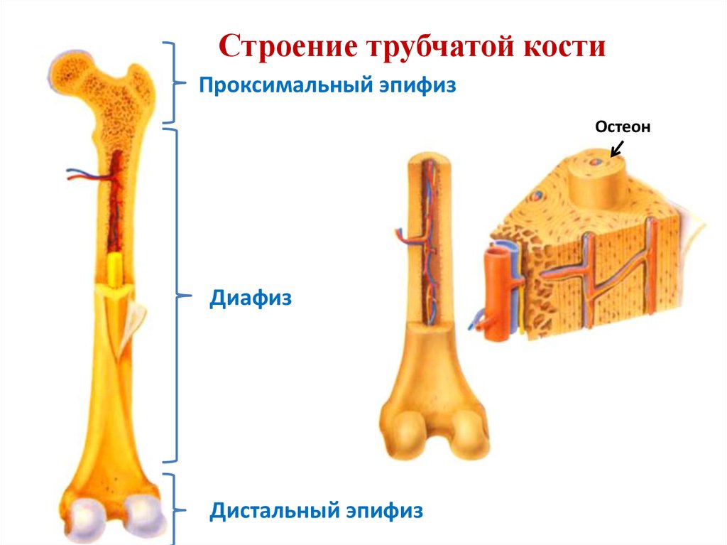 Тело длинные трубчатые кости. Строение длинной трубчатой кости анатомия. Строение трубчатой кости драгомилов. Внешнее строение длинной трубчатой кости. Элементы строения длинной трубчатой кости.