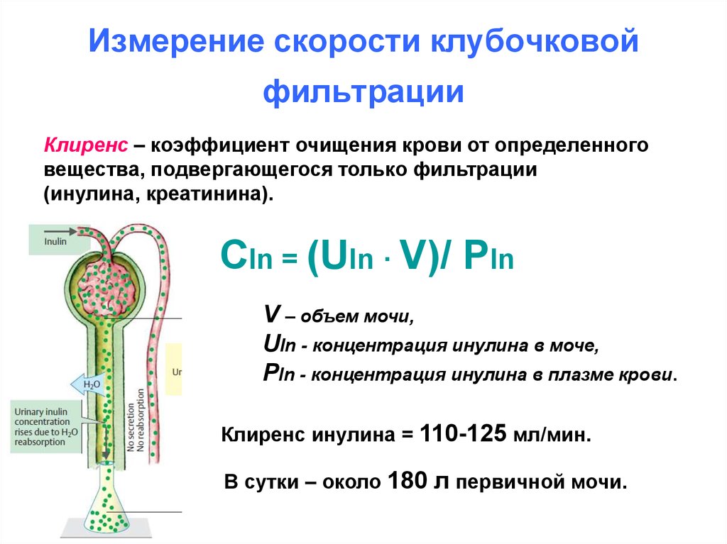 Скорость фильтрации. Формула клубочковой фильтрации почек норма. Скорость гломерулярной фильтрации. Скорость почечной фильтрации норма. Показатель скорости клубочковой фильтрации почек.