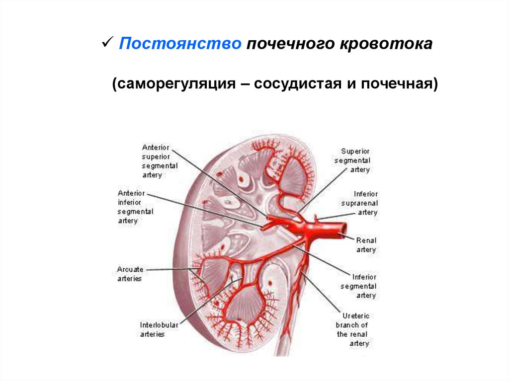 Какие сосуды почечные артерии. Схема кровотока в почках. Почечные артерии анатомия. Схема кровообращения почек. Кровоснабжение почки анатомия.