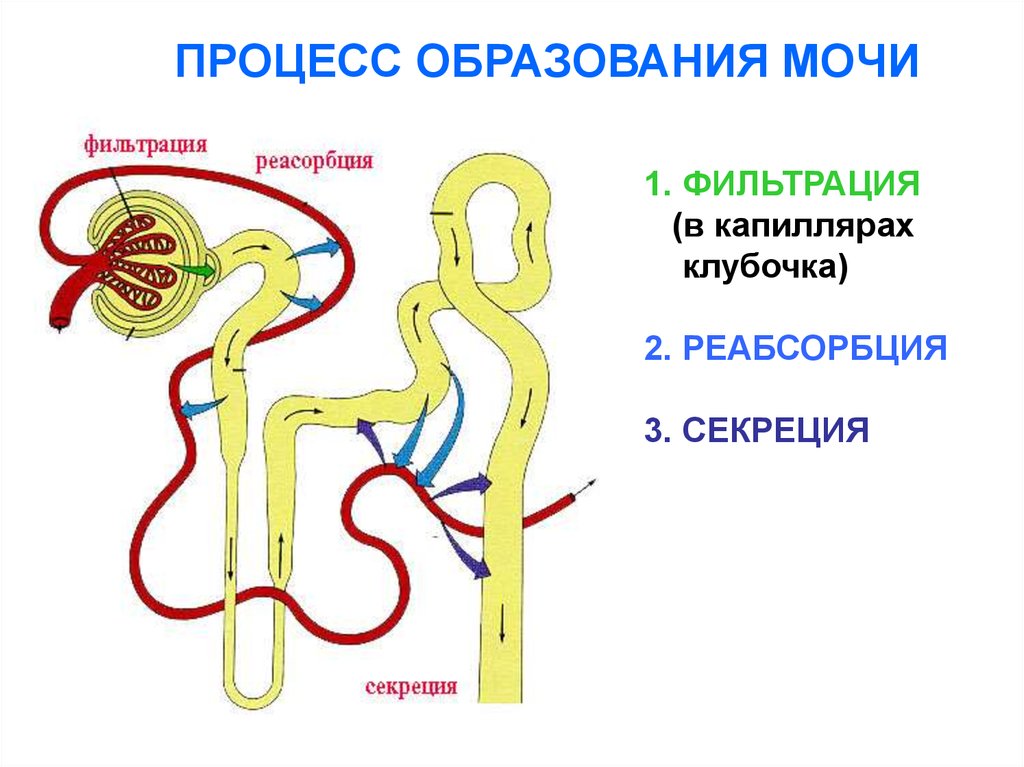 Функционирование нефрона и образование мочи схема