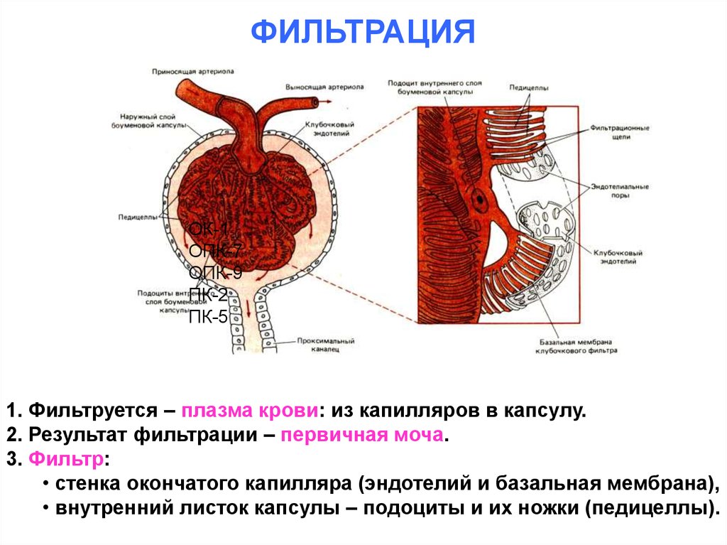 Фильтрующая плазма крови. Фильтрация крови человека. Фильтрация крови в почках. Структура почки фильтрация плазмы крови. Фильтрация крови в почках происходит в.