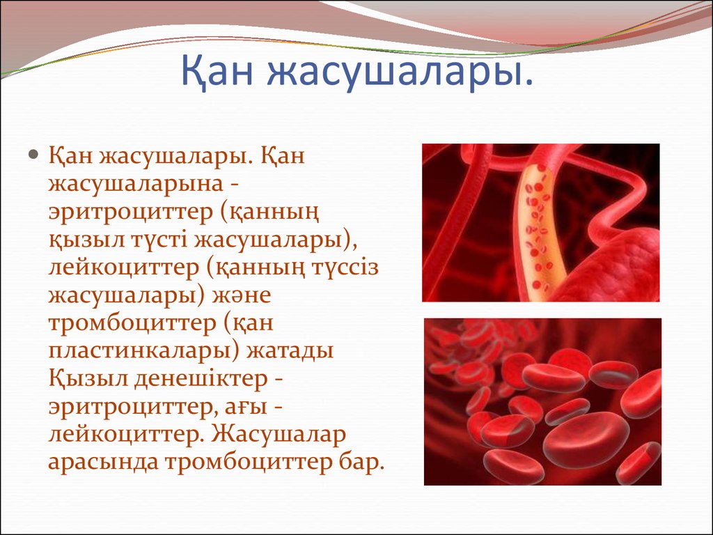 Эритроциттер. Қан құрамы презентация. Эритроциттер дегеніміз не. Қан жасушалары печать. Кан биология.