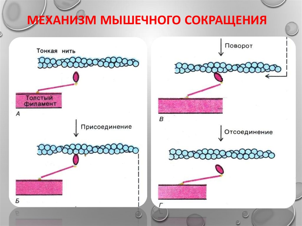 Нарушение мышечного сокращения