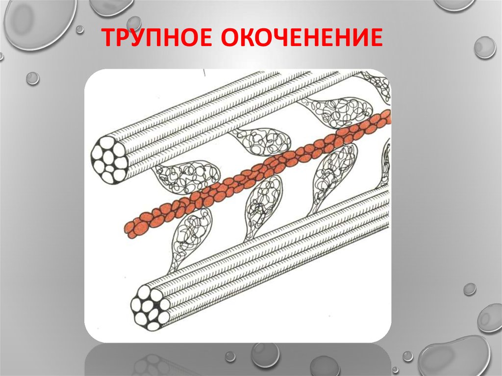 Трупное окоченение. Трупное (мышечное) окоченение. Трупное окоченение биохимия. Мышечное окоченение биохимия.