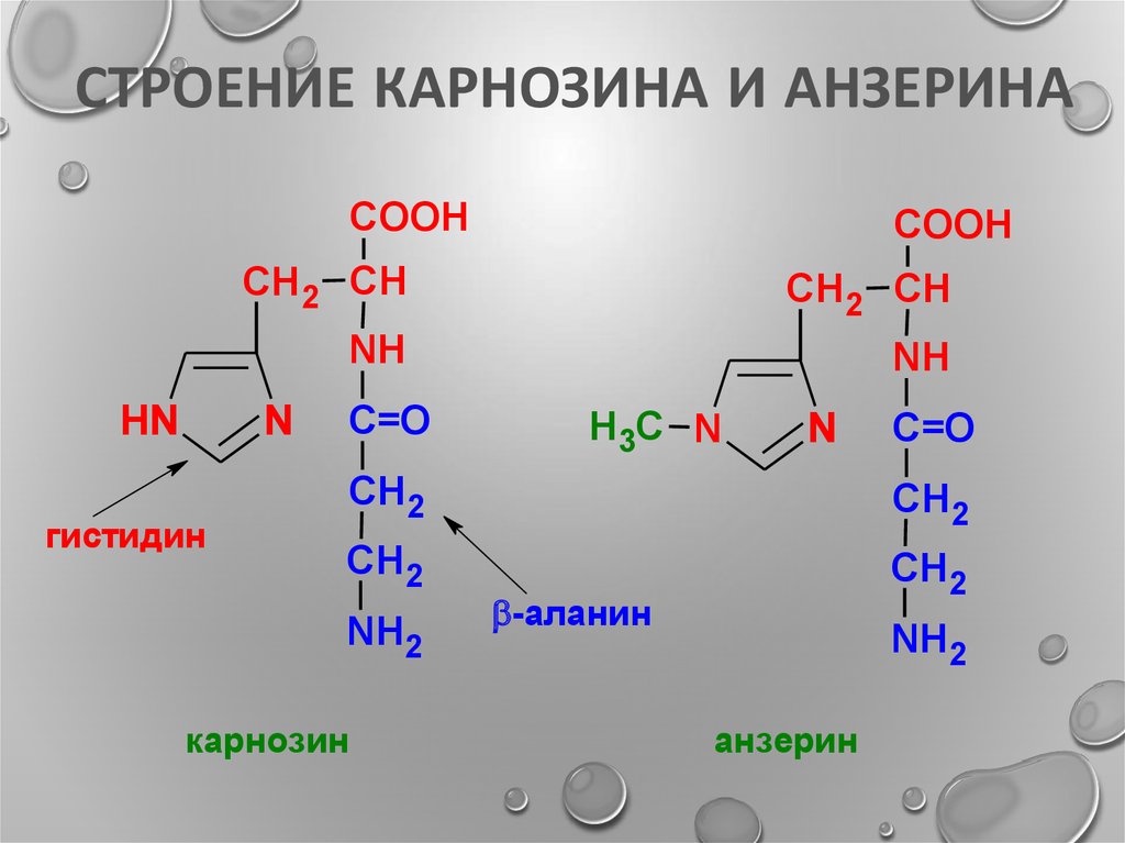 Схема обмена гистидина в разных тканях