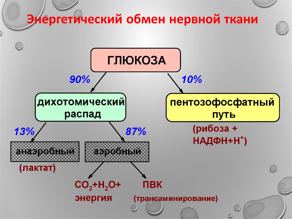 Тема энергетический обмен