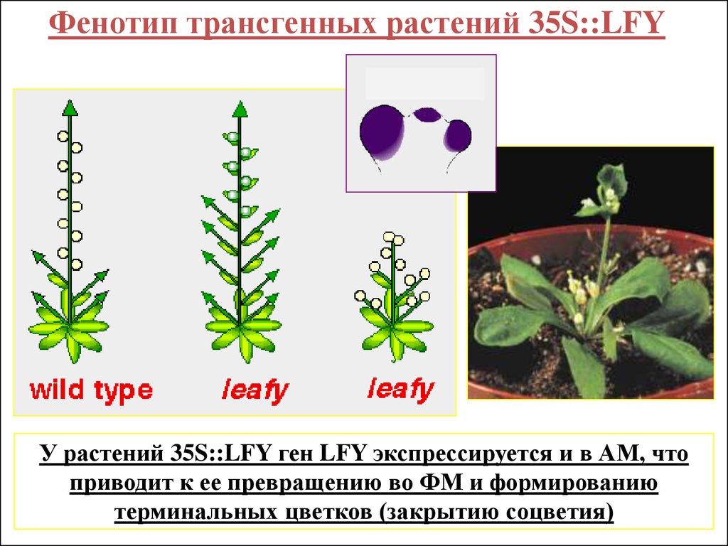 Фенотип растений. Фенотип растения. Фенотип цветка. Фенотипирование растений. Описать фенотип растения.