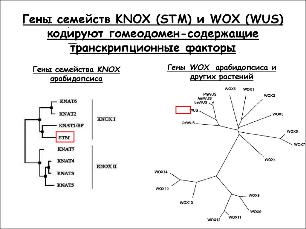 Ген семьи. Гомеодомен. Гены, кодирующие факторы VIII И IX,. Ген als-семейства. Ген Нокс-6 что делает.