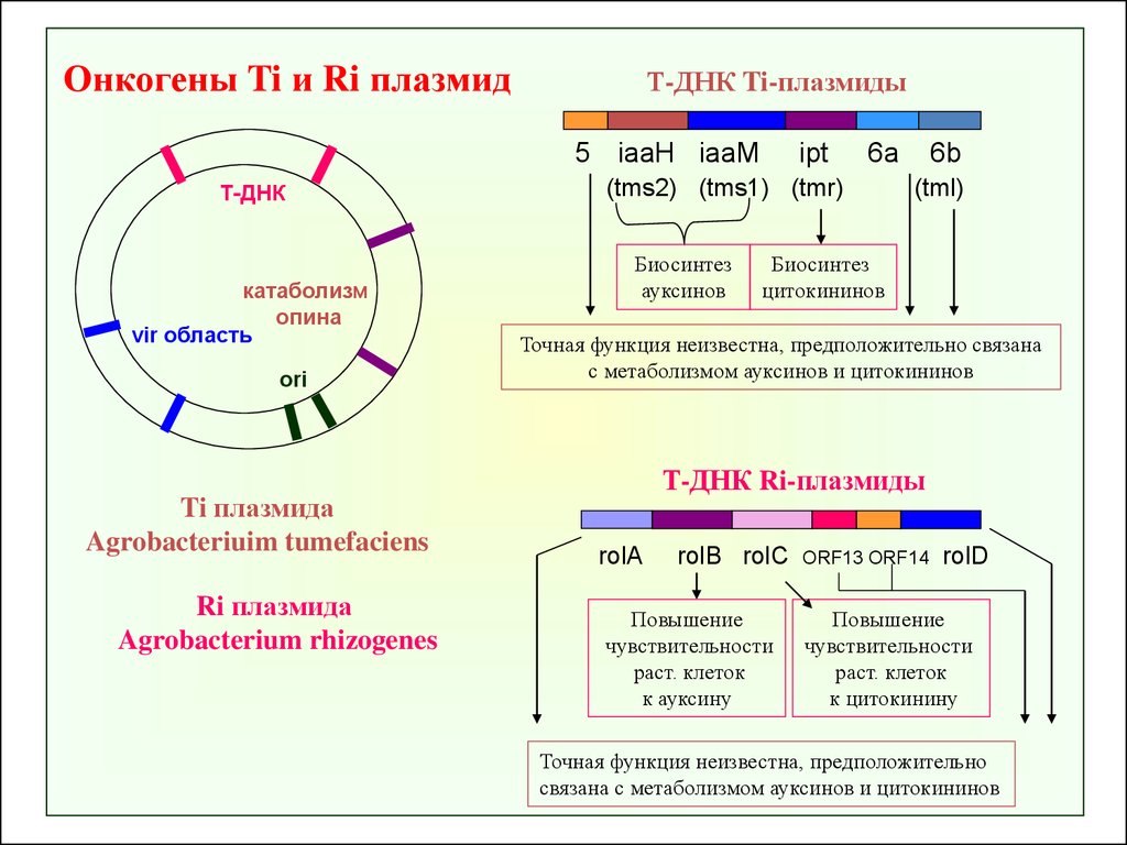 Плазмида определение