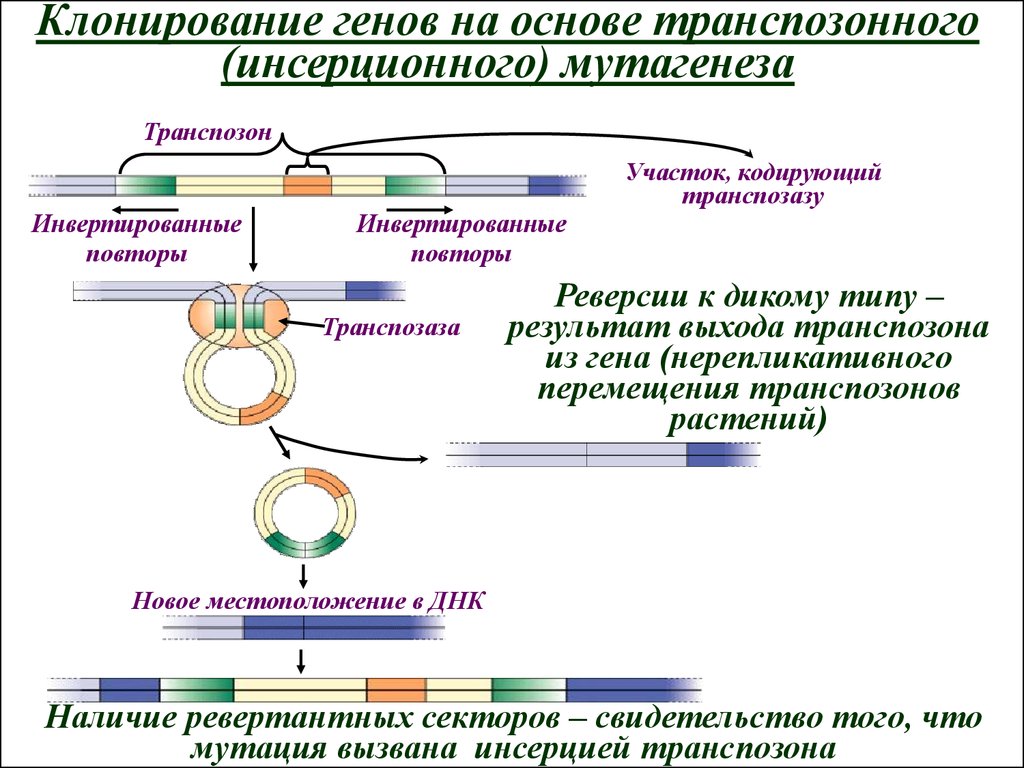 Молекулярное клонирование картинки