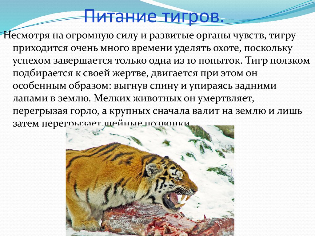 Какие особенности внешнего строения тигра. Чем питается Амурский тигр. Чем п тается Амурский тигр. Чем питаются Амурские тинр. Амурский тигр питается.